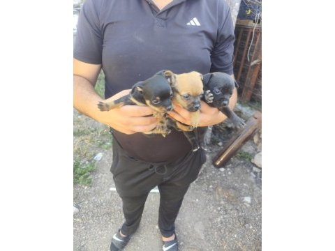 Teslime pinscher yavrular