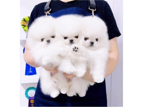 Safkan şecereli pomeranian boo yavrular