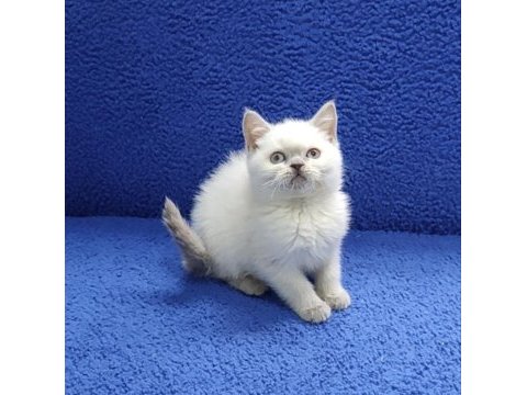 British blue point yavrumuz teslime hazırdır