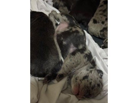 Yeni doğum 30 gün içinde teslim french bulldog