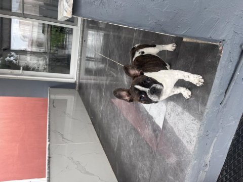 4 aylık french bulldog