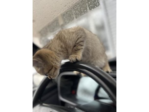 British shorthair golden black