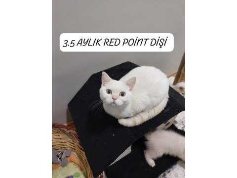 3.5 aylık british shorthair prenses uyguna verilcek