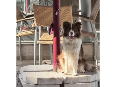 11 aylık border collie