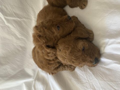 Toy poodle ırk ve sağlık garantili
