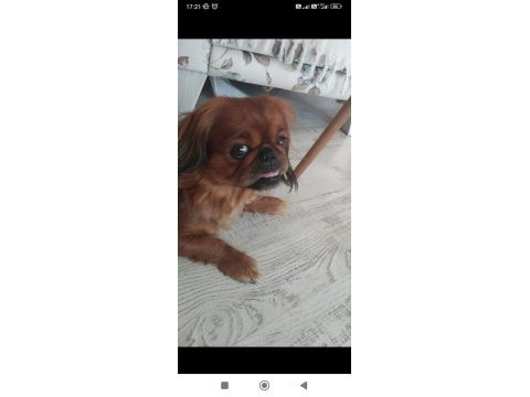Ücretsiz üzülerek pekinez sahiplendiriyorum
