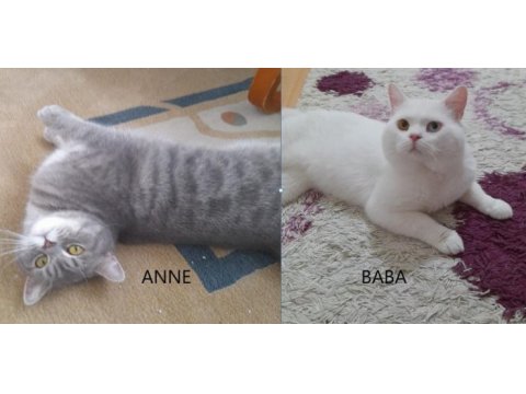 British shorthair 50 günlük yavrular (ankara)