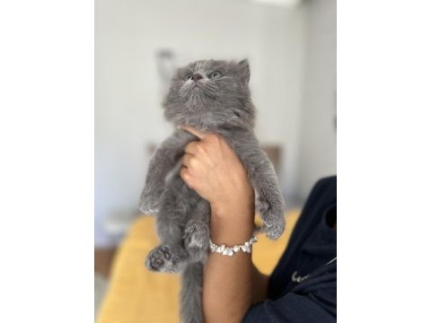 British shorthair blue