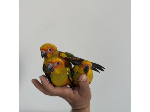 Bebek güneş konur papağanları