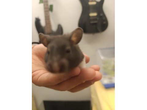 Uysal sağlıklı ele gelen hamster