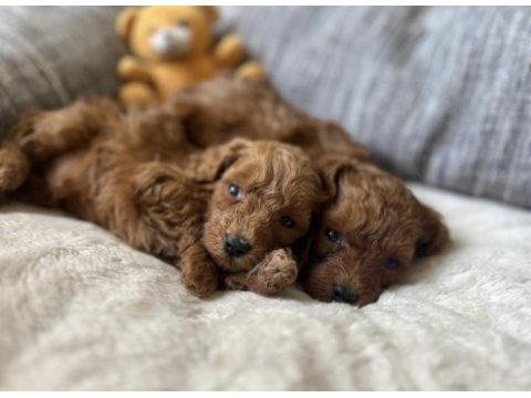 Bisküvi tadında poodle yavrular