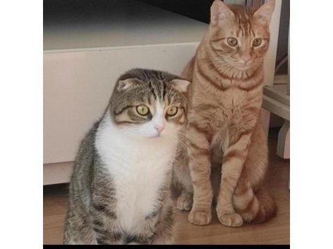 Kedimiz için ücretsiz mama desteğinde bulunacağım