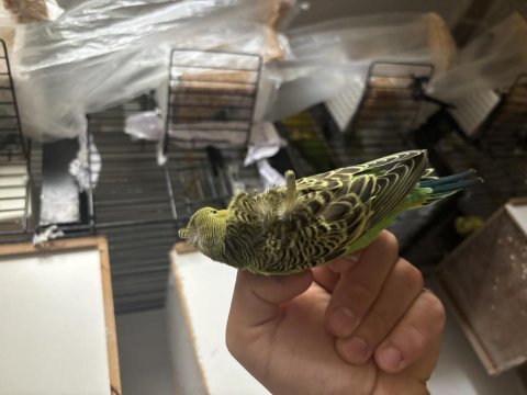 Japones muhabbet kuşu