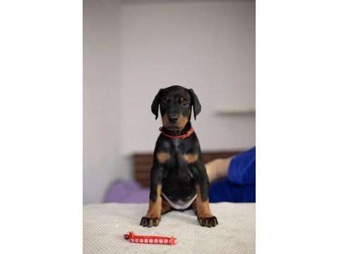 Keskin bakışlı doberman yavrularım
