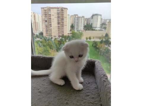 Yavru cins kedi uygun puanlı