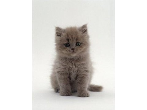 British longhair yavrular evinizin neşesi olacaktır