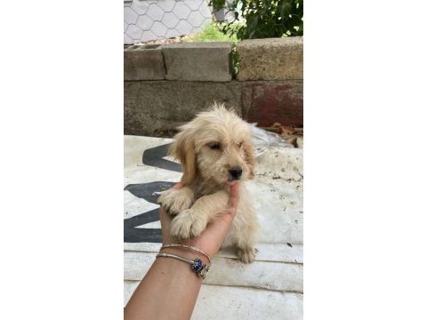 Antalya maltipoo köpekler