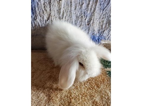 Teddy lop tavşan yavrular mavi gözlü