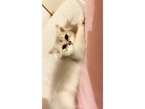 2 buçuk aylık british longhair bebek