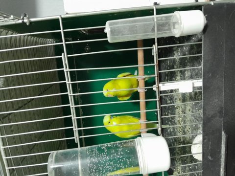 Acil satılık muhabbet kuşlar fiyatta yardımcı olurum
