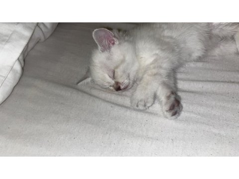 2 aylık yavru british shorthair kedimiz