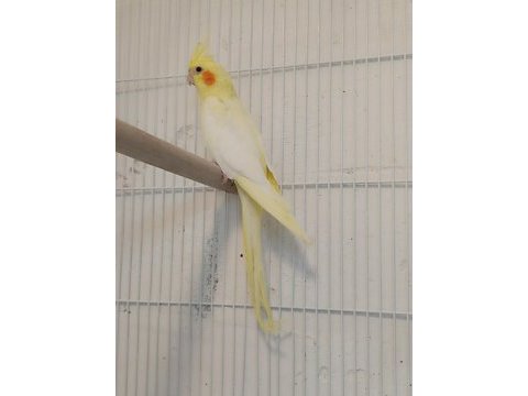Lutino ve pied ele alışık sultan yavrular