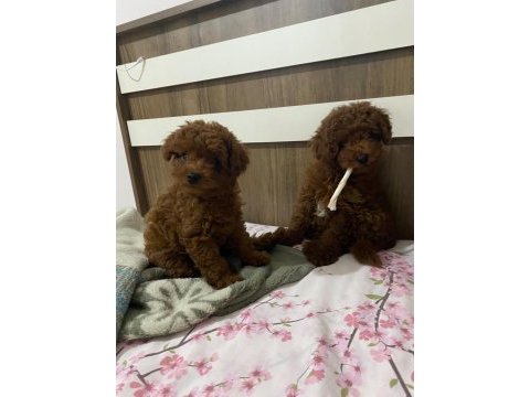 Toy poodle dişi ve erkek bebekler