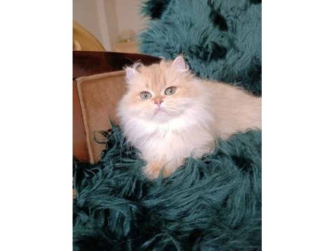 British longhair dişi