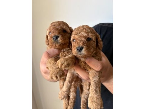 25 günlük minik poodle kızlarım