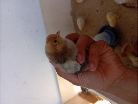 Karışık brahma köy ve mavici tavuk civcivi