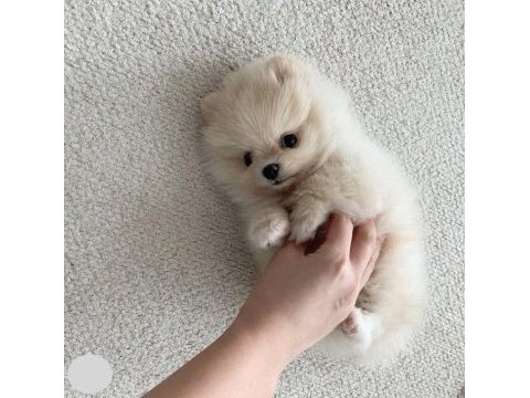 Muhteşem güzellik pomeranian köpekler