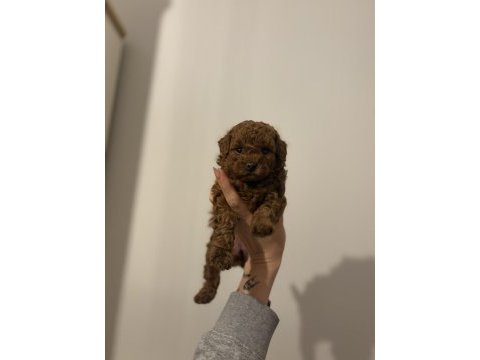 2 buçuk aylık aşılı erkek poodle yavrular