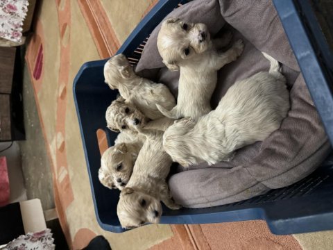 Maltipoo bebekler