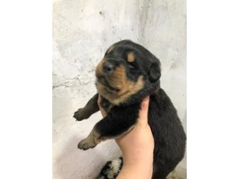 A kalite rottweiler