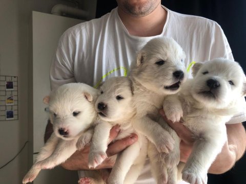 Safkan samoyed bebekler