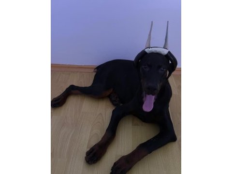 Europan doberman