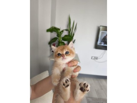 Kedimiz ücretsiz değildir