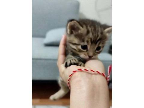Asil tekir prensesimize yuva arıyoruz