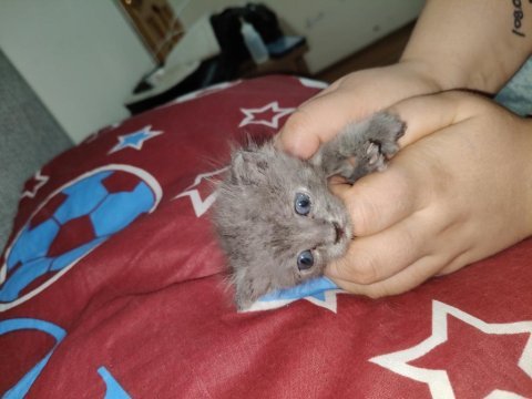 Kedimiz için ciddi kişiler yazsın