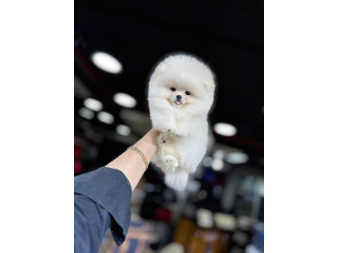 Show kalite pomeranian boo köpekler
