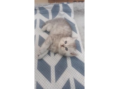 Güzel kedilerimiz yeni yuvalarına gitmeyi bekliyor