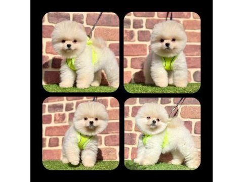 Irkının en güzelleri pomeranian
