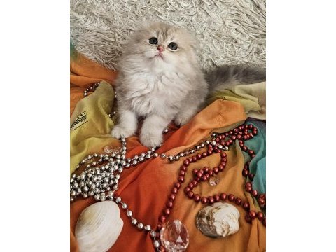 Golden scottish fold pofidik bebekler