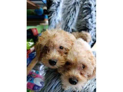Maltipoo yavrular