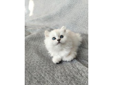 Boncuk gözlü british longhair bebekler serisi