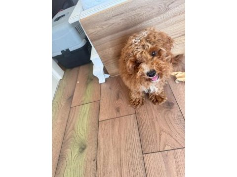 4 aylık poodle yavrum