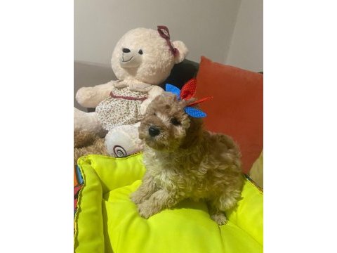 Bir avuç mutluluk köpeğimiz