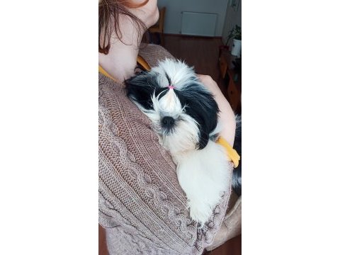 A kalite şecereli shih tzu yavruları