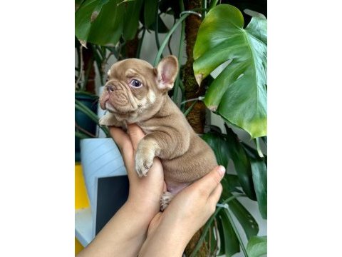 French bulldog yavrularım