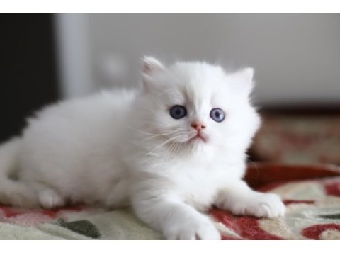 Bir çift boncuk mavi göz british longhair